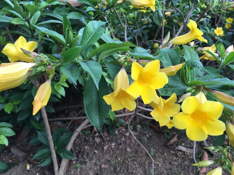 大阳城集团娱乐网